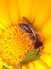 Andrena