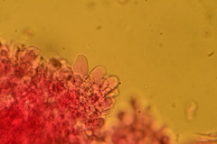 Entoloma sericellum