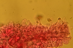 Entoloma sericellum