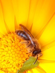 Andrena