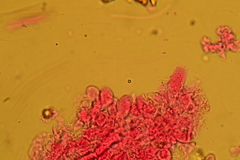 Entoloma sericellum