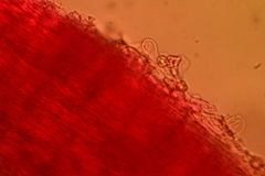 Entoloma sericellum