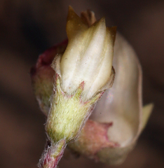 Astragalus obscurus