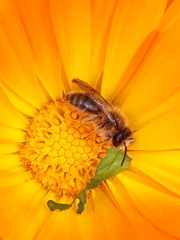 Andrena