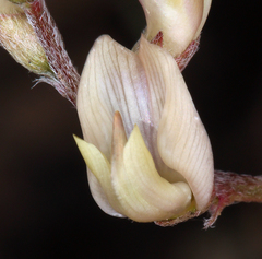 Astragalus obscurus