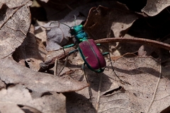 Cicindela splendida