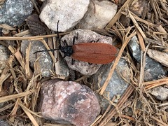 Macrolygistopterus rubripennis