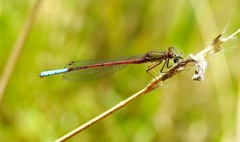 Oxyallagma dissidens