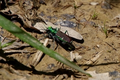 Cicindela splendida