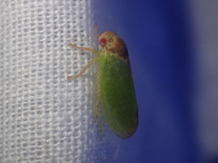 Iassus lanio