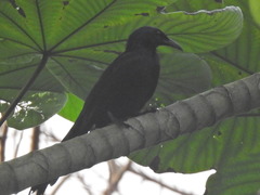 Onychognathus fulgidus