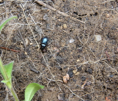 Coleoptera