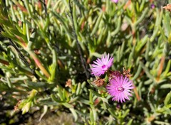Ruschia cedarbergensis