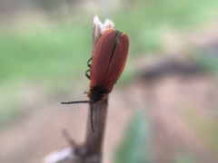 Lycus sanguinipennis