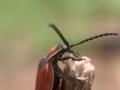 Lycus sanguinipennis