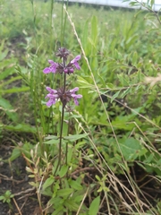 Stachys palustris