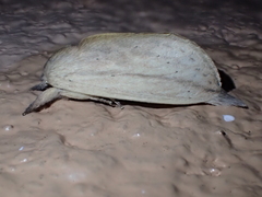 Saliocleta