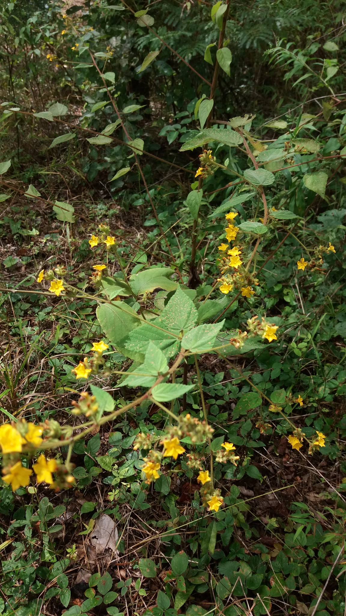 Waltheria viscosissima