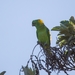 Yellow-naped Parrot - Photo (c) Joe Tuvell, some rights reserved (CC BY-NC), uploaded by Joe Tuvell