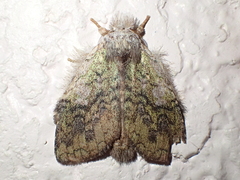 Parasinga viridescens