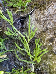 Diphasiastrum sitchense