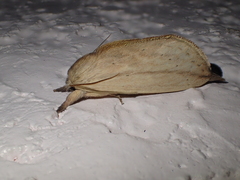 Saliocleta