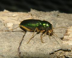Tetracha virginica