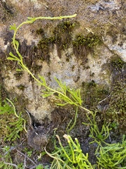 Diphasiastrum sitchense