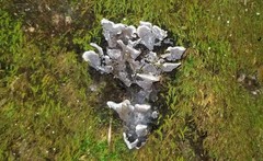 Thelephora cuticularis