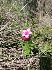 Spigelia scabrella