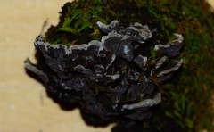 Thelephora cuticularis