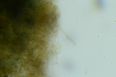 Thelephora cuticularis
