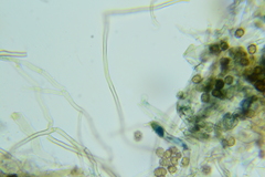 Thelephora cuticularis