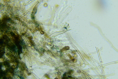 Thelephora cuticularis