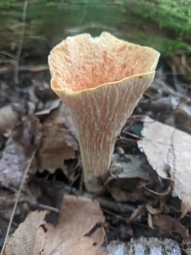 Scaly Chanterelle