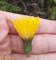 Sonchus arvensis