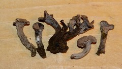 Craterellus foetidus