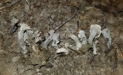 Craterellus foetidus