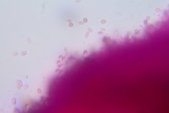 Craterellus foetidus