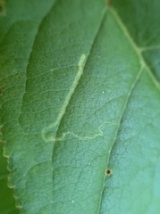 Stigmella slingerlandella