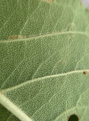 Stigmella slingerlandella