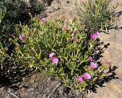 Ruschia cedarbergensis