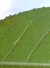Stigmella slingerlandella