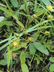 Potentilla kleiniana