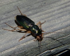 Tetracha virginica