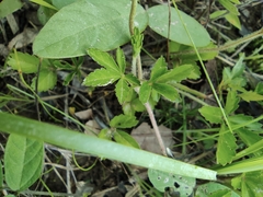 Potentilla kleiniana