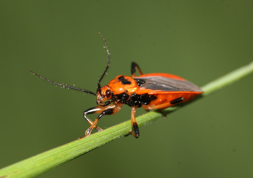 Scarlet-bordered Assassin Bug (Assassin bugs of GSMNP) · iNaturalist