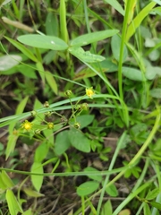Potentilla kleiniana