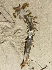 Lessoniaceae