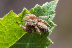 Dendryphantes hastatus